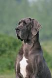 DOGUE ALLEMAND 578